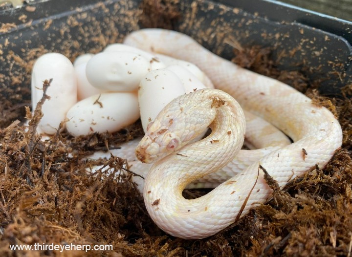 Snow Corn Snake